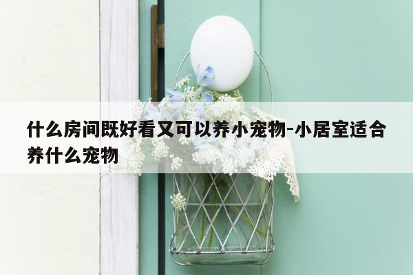 什么房间既好看又可以养小宠物-小居室适合养什么宠物