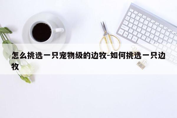 怎么挑选一只宠物级的边牧-如何挑选一只边牧